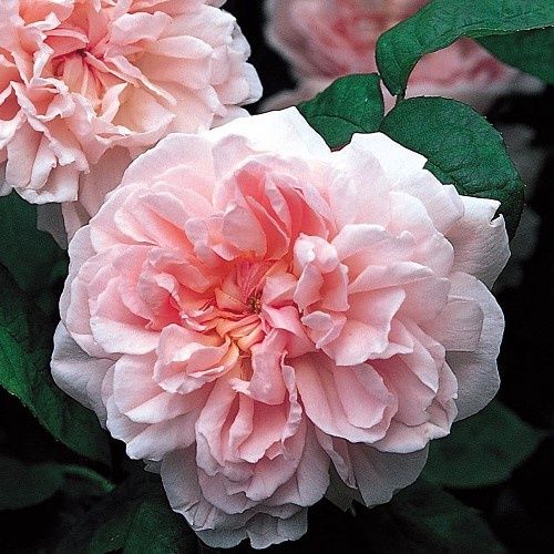 Rose Eglantyne (Austin bush)