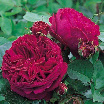 Rose Falstaff (Austin bush rose)