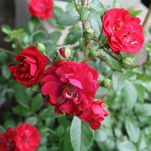 Rose Fairy Dance (floribunda)