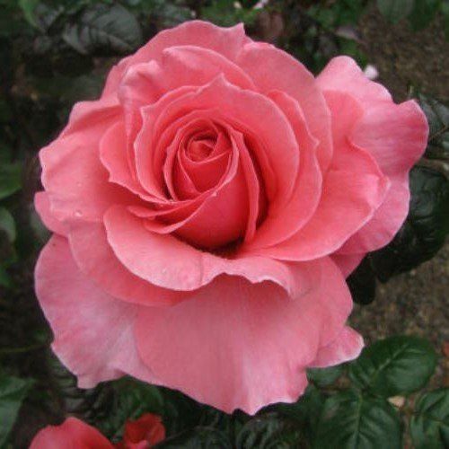 Rose Kathryn McGredy (bush, hyb. tea)