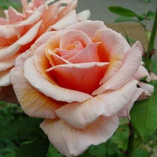 Rose Iced Ginger (floribunda)