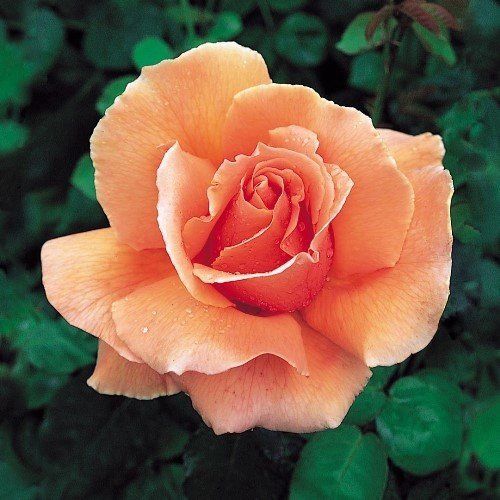 Rose Just Joey (bush, hyb. tea)