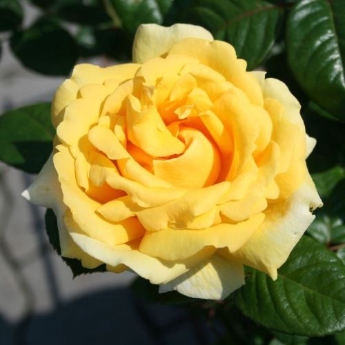 Rose Michelangelo (floribunda)