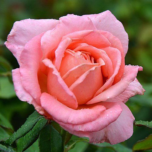 Rose Lovely Lady (bush, hyb. tea)