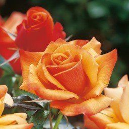 Rose Remember Me (bush, hyb. tea)