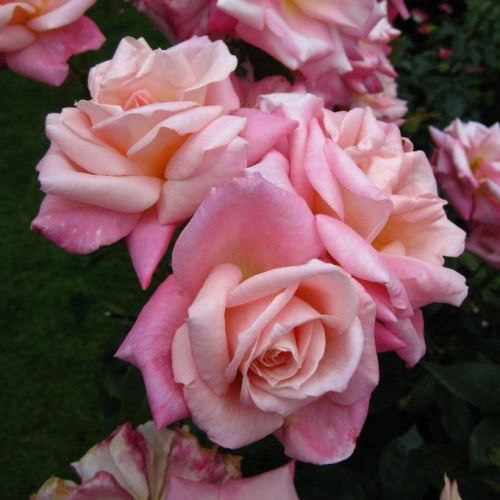 Rose Pink Parfait (floribunda)