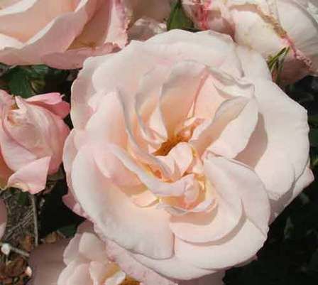 Rose All My Love (climbing)