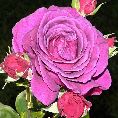 Rose Big Purple (bush, hyb. tea)