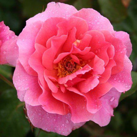 Rose Duet (bush, hyb. tea)