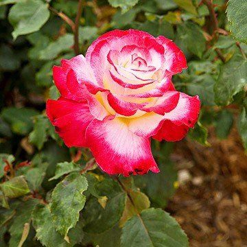 Rose Double Delight (bush, hyb. tea)