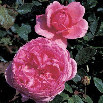 Rose Financial Times Centenary (Austin bush rose)