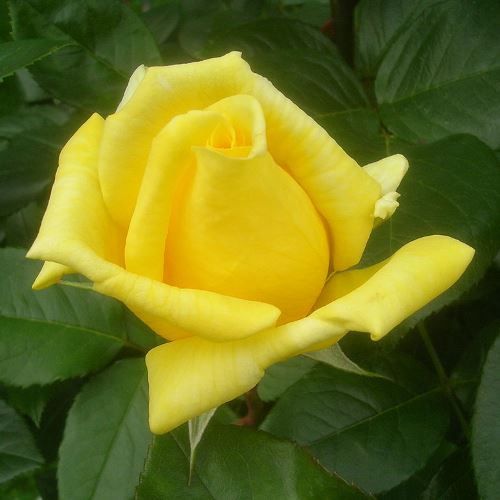 Rose Landora (bush, hyb. tea)