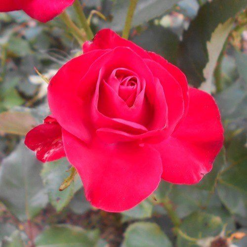 Rose Hans Christian Andersen (floribunda)