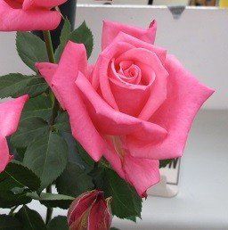 Rose Pink Silk (bush, hyb. tea)