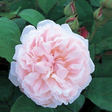 Rose Redoute (Austin bush rose)