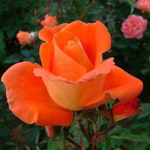 Rose Sundancer (climbing)