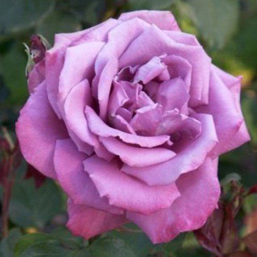 Rose Blue Sky (bush, hyb. tea)