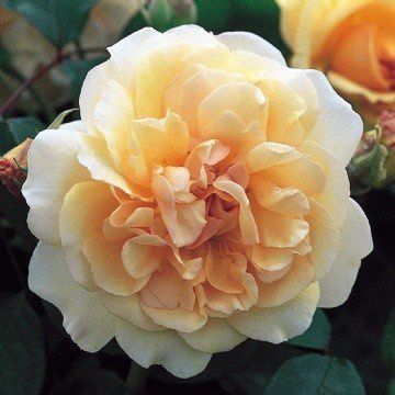 Rose Buff Beauty (old fashioned)