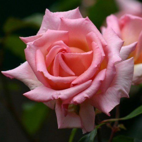 Rose Compassion (climber)
