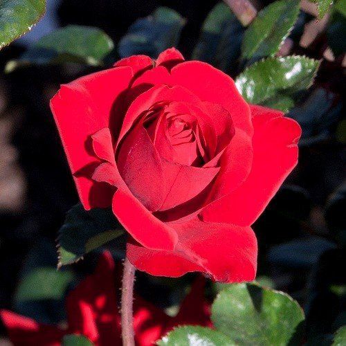 Rose Crimson Bouquet (hyb. tea, standard)