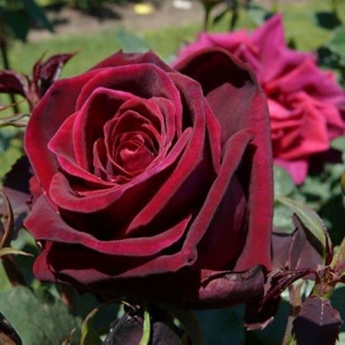 Rose Deep Secret (hyb. tea, Standard)