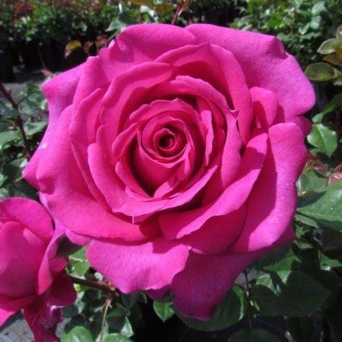 Rose Chartreuse de Parme (bush, hyb. tea)