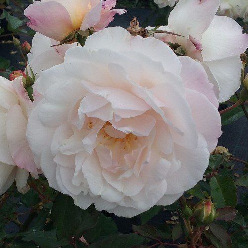 Rose Gruss an Aachen (floribunda)