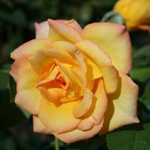 Rose Gold Medal (hyb. tea, standard)