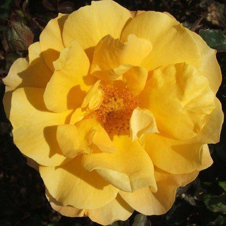 Rose Gold Dust (floribunda)
