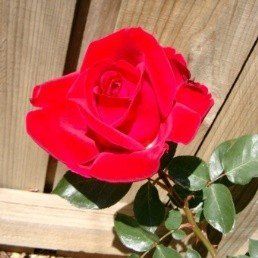 Rose La Passionata (floribunda)