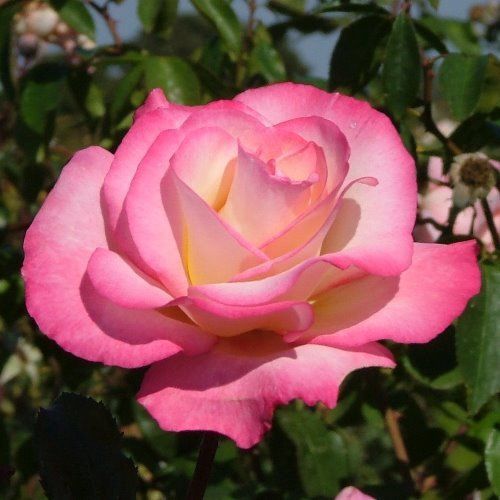 Rose Handel (climbing)