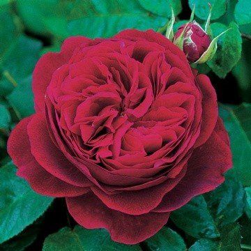 Rose L D Braithwaite (Austin bush rose)