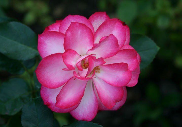Rose My Josephine (floribunda)