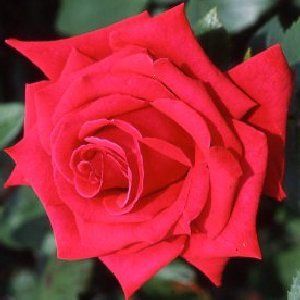 Rose National Trust (bush, hyb. tea)