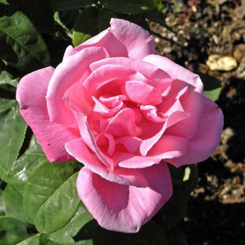 Rose Perfume Delight (bush, hyb. tea)