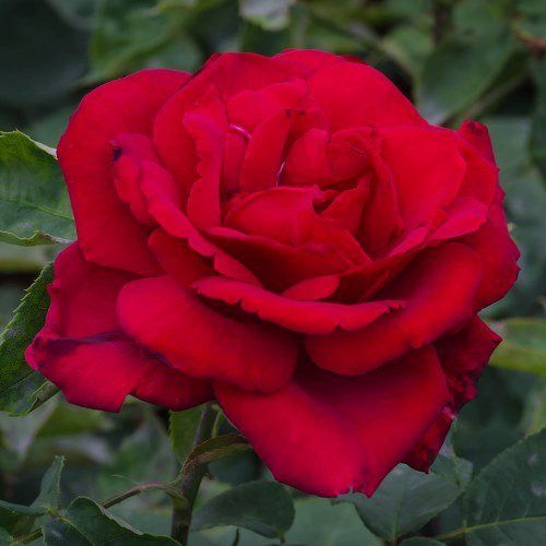 Rose Erotica (bush, hyb. tea)