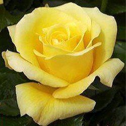 Rose Glorious (bush, hyb. tea)