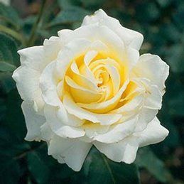 Rose Elina (bush, hyb. tea)