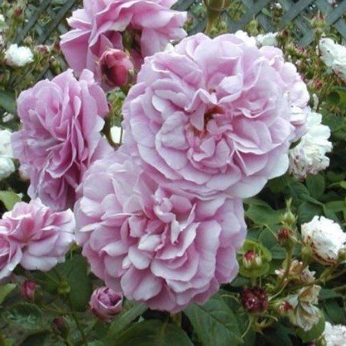 Rose Lavender Lassie (old fashioned)