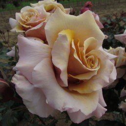 Rose Magic Moment (bush, hyb. tea)