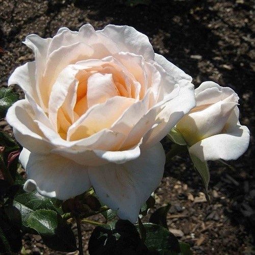 Rose Love me Do (hyb. tea)