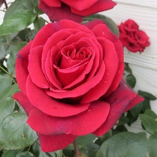 Rose Paola (bush, hyb. tea)