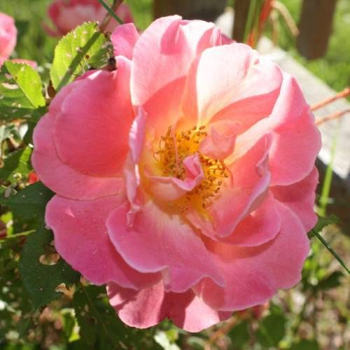 Rose Sky Tower (climbing)