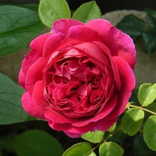 Rose Othello (Austin bush rose)