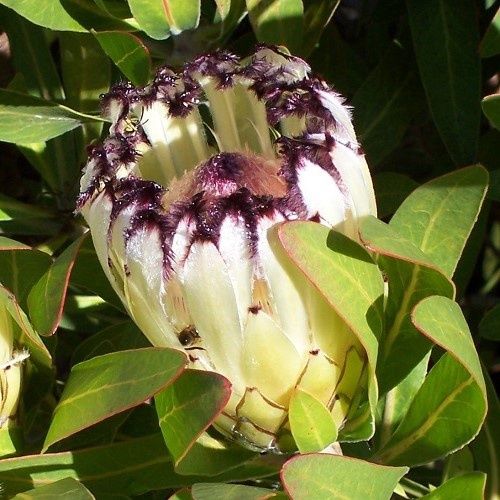 Protea Green - 6Ltr