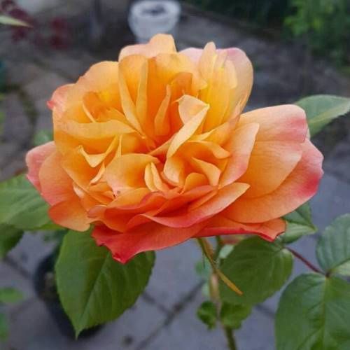 Rose School Girl (climbing)