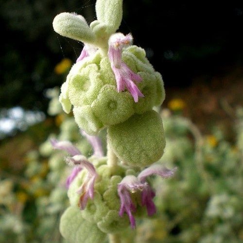 Ballota pseudodictamnus, Greek Horehound - Pot