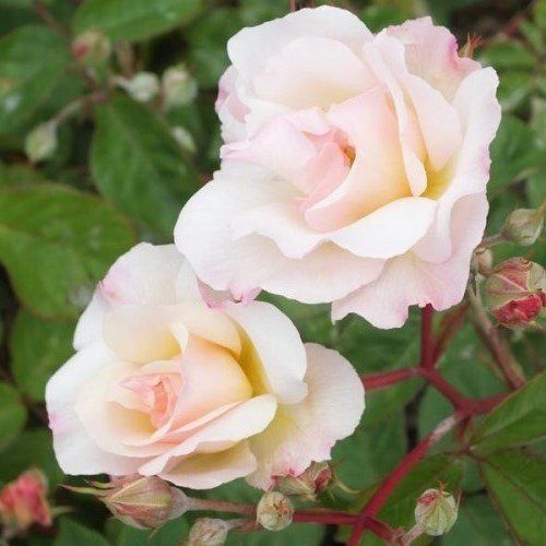 Rose Penelope (bush, hyb. musk)