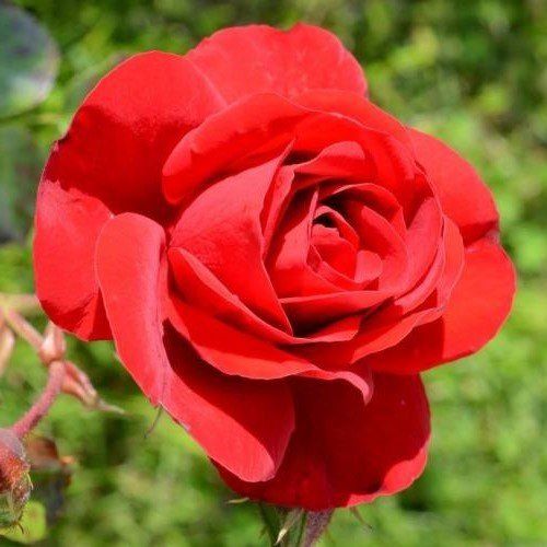 Rose Scarlet Queen Elizabeth (floribunda)