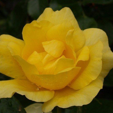 Rose Serendipity (floribunda)